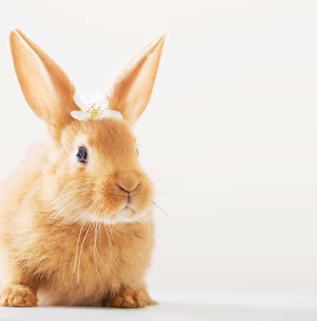 red rabbit with spring flowers on white backgroundの写真素材