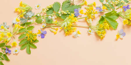 wild flowers on paper backgroundの写真素材