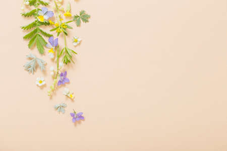 wild flowers on paper backgroundの写真素材