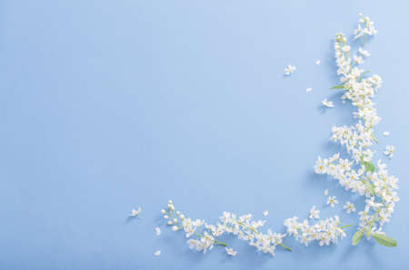 bird cherry flowers on paper backgroundの写真素材