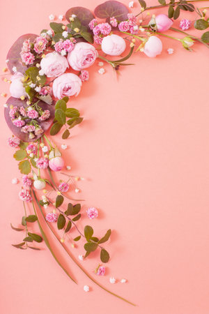 pink roses with leaves on pink backgroundの写真素材