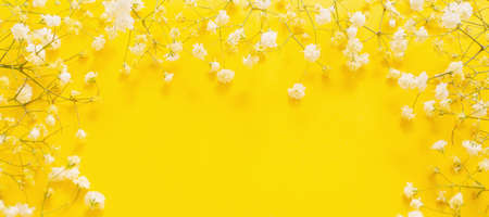 white gypsophila flowers on yellow backgroundの写真素材