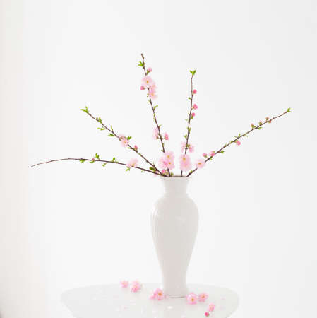 branches of blossoming almonds in vase on white backgroundの写真素材