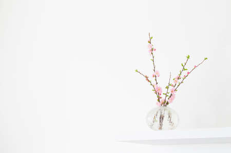 branches of blossoming almonds in vase on white backgroundの写真素材
