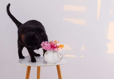 funny black cat with pink flowers in vase on little table on white backgroundの写真素材