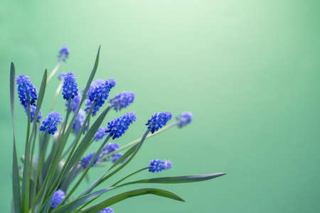 spring blue flowers on green backgroundの写真素材