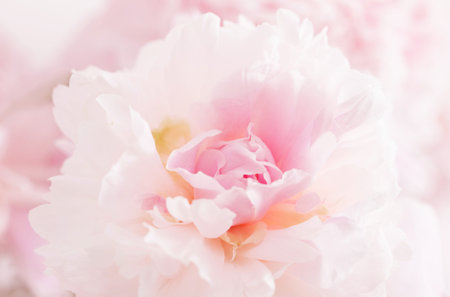 beautiful delicate pink peonyes close up