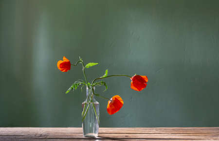 red poppy in glass bottle on green backgroundの写真素材