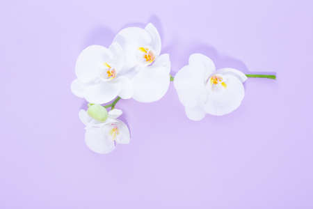 white orchid on color paper backgroundの写真素材