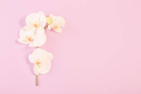 white orchid on color paper backgroundの写真素材