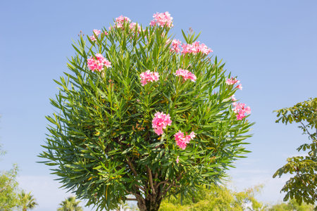 oleander with pink flowers on background blue sky