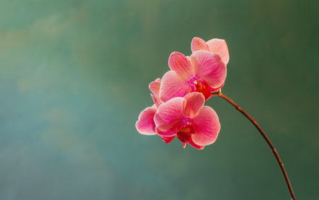 beautiful orchid flowers on green backgroundの写真素材