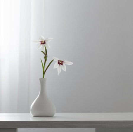 Gladiolus Muriel or acidanthera in white vase on white backgroundの写真素材