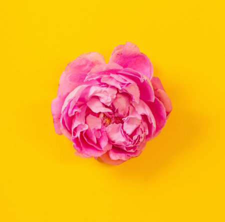single rose on color paper backgroundの写真素材
