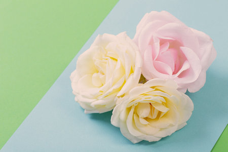 rose flowers on colorful paper backgroundの写真素材