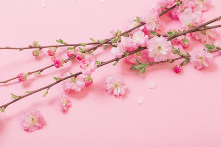 branches of blossoming almonds on pink backgroundの写真素材