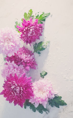 pink and purple chrysanthemum in raindrops on white backgroundの写真素材