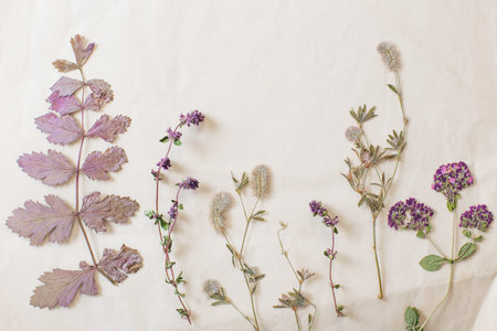 dried flowers on crumpled old paperの写真素材