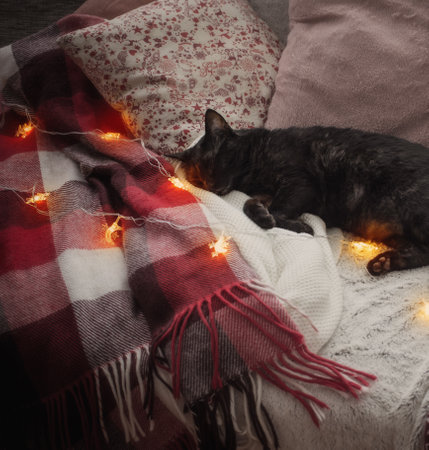 cat sleeping on sofa among pillows, cozy home conceptの写真素材