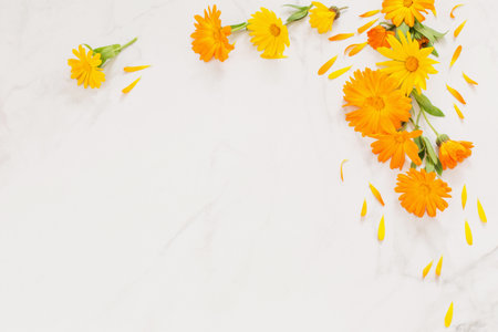 orange marigold flowers on white marble backgroundの写真素材