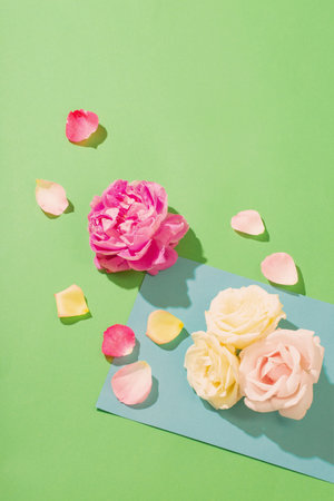 rose flowers on colorful paper backgroundの写真素材