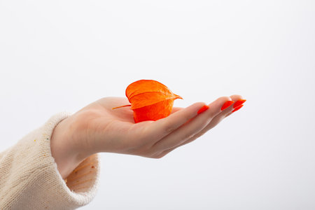 female hand with orange manicure with physalis on white backgroundの写真素材