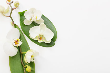 white orchid flowers on white backgroundの写真素材
