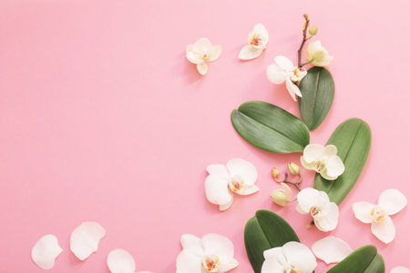 white orchid flowers on pink backgroundの写真素材