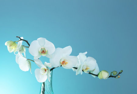 bunch of white orchid on blue backgroundの写真素材