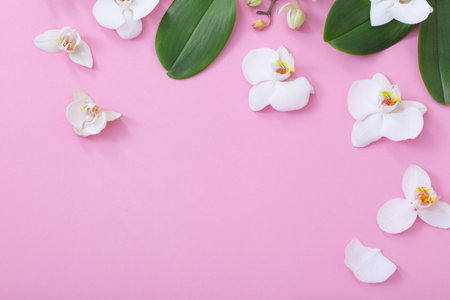 white orchid flowers on pink backgroundの写真素材