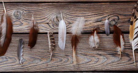 color feathers on old wooden backgroundの写真素材
