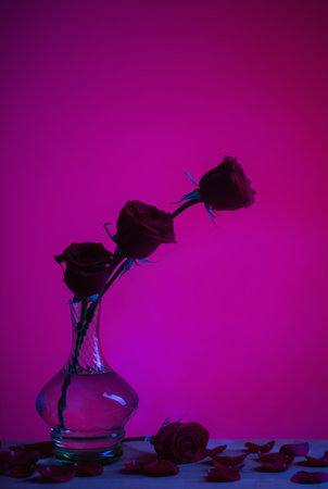 silhouette of roses in vase on purple backgroundの写真素材