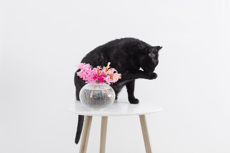 funny black cat with pink flowers in vase on little table on white backgroundの写真素材