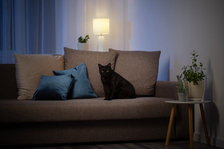 black cat on couch in the nightの写真素材
