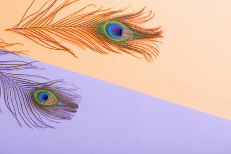 peacock feather on pastel color paper background backgroundの写真素材