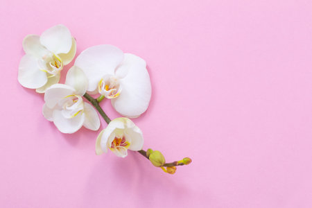 white orchid flowers on pink backgroundの写真素材