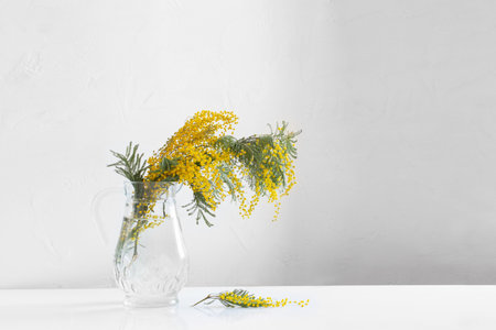 mimosa flowers in glass jug in white backgroundの写真素材