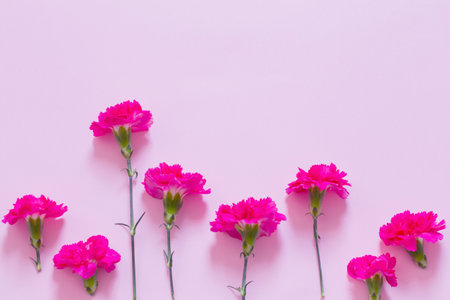 pink carnation flowers on pink backgroundの写真素材
