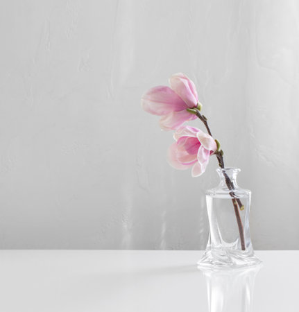 pink magnolia flowers in glass vase on white backgroundの写真素材