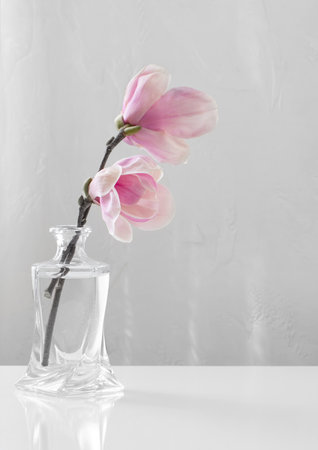 pink magnolia flowers in glass vase on white backgroundの写真素材