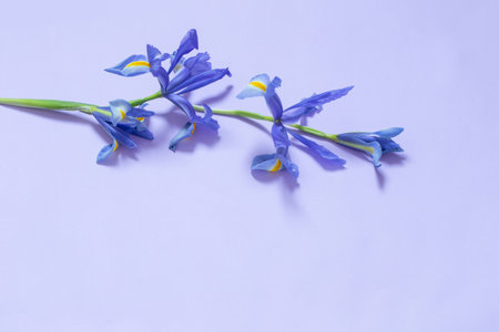 blue irises on purple paper backgroundの写真素材