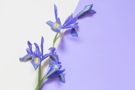 blue irises on purple and yellow paper backgroundの写真素材