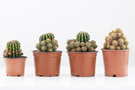 cactus plants in brown pots on white backgroundの写真素材