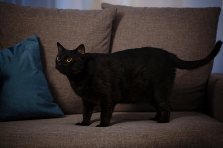 black cat on couch in the nightの写真素材