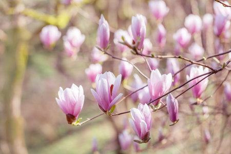 magnolia flowers on sunlight in spring gardenの写真素材