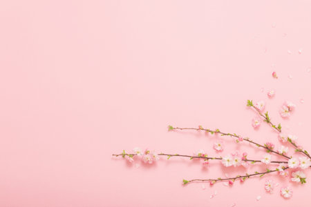 branches of blossoming almonds on pink backgroundの写真素材