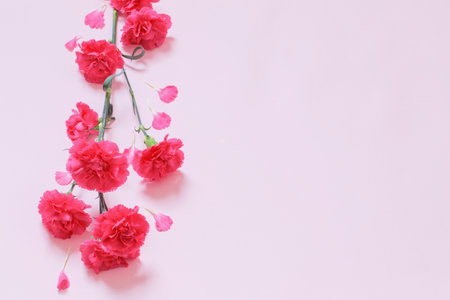 pink carnation flowers on pink backgroundの写真素材