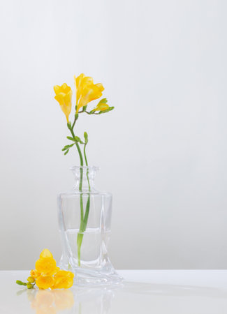 yellow freesia in glass vase on white backgroundの写真素材