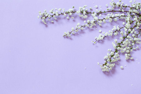 white spring flowers on light purple background