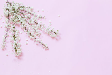 white spring flowers on pink backgroundの写真素材